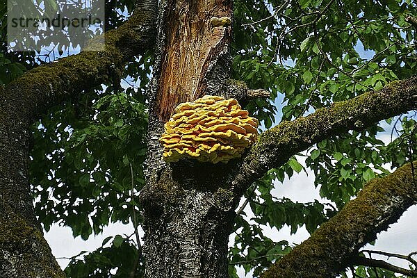 Gemeiner Schwefelporling  Laetiporus sulphureus  chicken mushroom  sulfur polypore mushroom  sulphur polypore