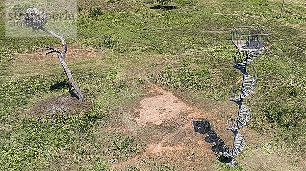 Luftaufnahme eines Jabirus Nests mit Jungvögeln und einem Beobachtungsturm auf einer grünen Wiese  Pantanal Feuchtgebiet  Mato Großo  Brasilien  Südamerika