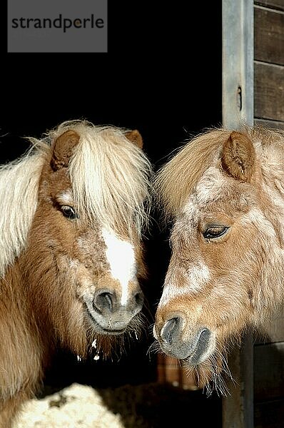 Zwei alte Shetlandponies