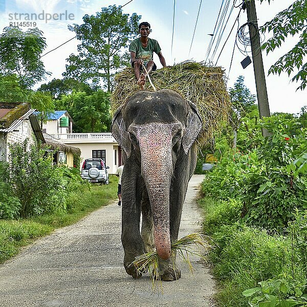 Ein Mann reitet auf einem Elefanten auf der Straße in Chitwan  Nepal  Asien