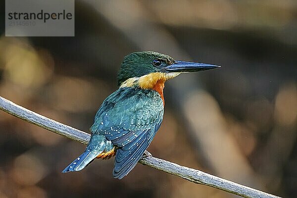 Grünbrustfischer auf einem Ast vor dunklem Hintergrund  Pantanal Feuchtgebiete  Mato Großo  Brasilien  Südamerika