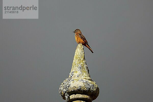 Bunter Schwalbenschnäpper im Licht auf einer Kirchturmspitze vor grauem Hintergrund  Naturpark Caraca  Minas Gerais  Brasilien  Südamerika