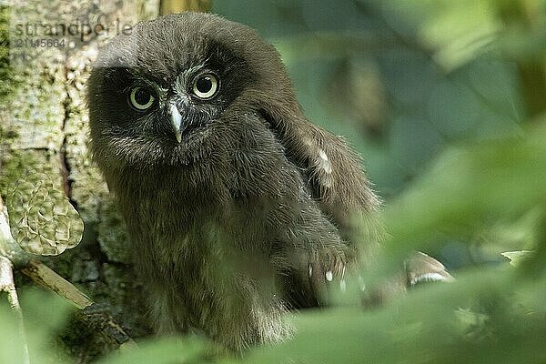 Raufusskauz Jungvogel auf Ast vor Baumstamm sitzend von vorne hersehend