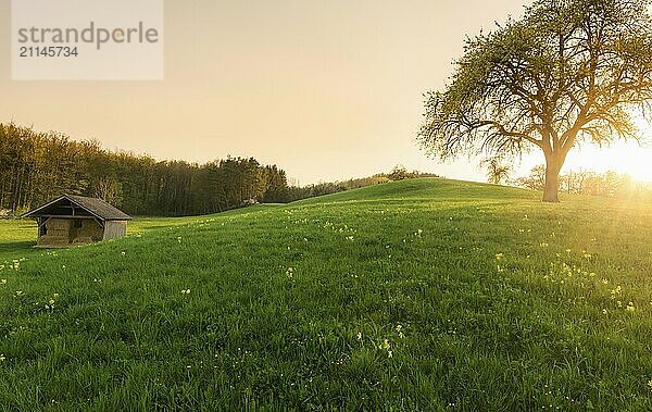 Schöner Sonnenuntergang über einem großen Baum  blühende Wiese  Wald und eine Scheune mit Heu  in einem kleinen Dorf in Deutschland  in der Nähe der Stadt Schwäbisch Hall