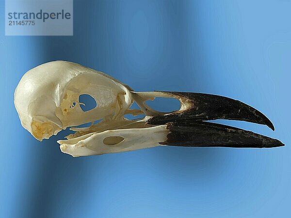 Seitenansicht eines Krähenschädels mit offenem Schnabel auf blauem Hintergrund