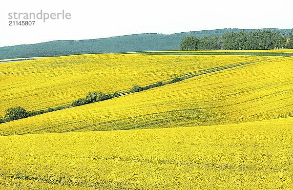 Schöne Landschaft mit Rapsfeldern in Mähren  Region Tschechische Republik