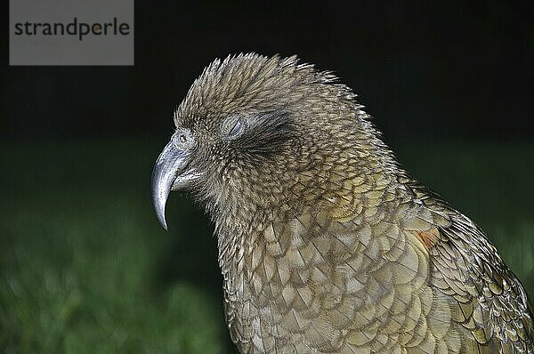 Porträt eines neuseeländischen Bergpapageis  des Kea  Nestor notabilis  vor dunklem Hintergrund