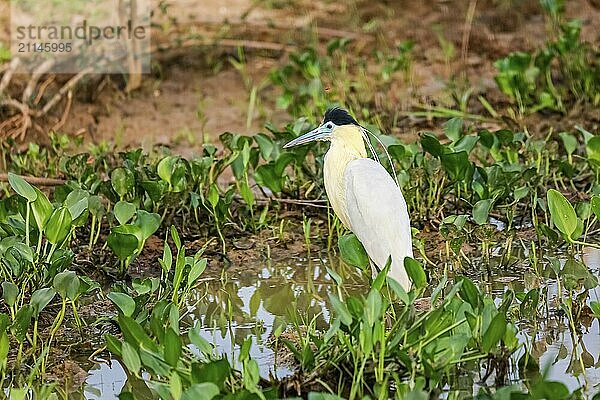 Schöner Kappenreiher im Wasser mit Pflanzen am Lagunenrand  Pantanal Feuchtgebiete  Mato Großo  Brasilien  Südamerika