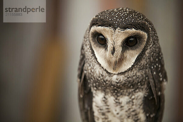 Greater sooty owl (Tyto tenebricosa)