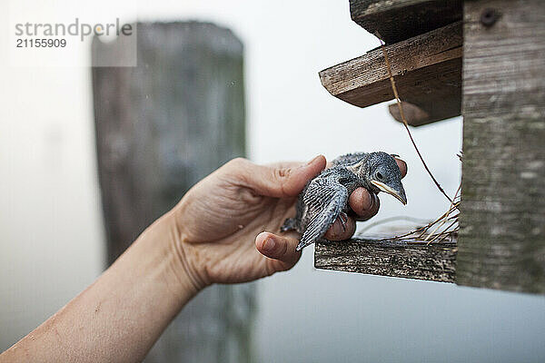 Biologist returning young purple martin (Progne subis) into birdhouse after conducting research for BC Purple Martin Recovery Program  Crescent Beach  British Columbia  Canada