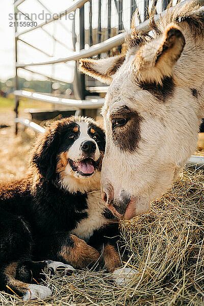 A happy puppy and a donkey share a friendly moment on hay