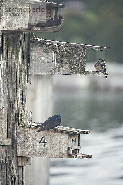 Purple martin (Progne subis) birds perching on birdhouses installed for BC Purple Martin Recovery Program  Crescent Beach  British Columbia  Canada