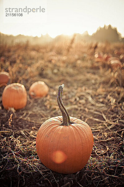 Pumpkin Patch