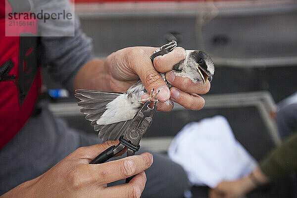 Biologist banding purple martin (Progne subis)  BC Purple Martin Recovery Program  Crescent Beach  British Columbia  Canada