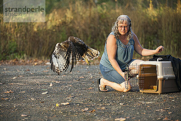 Woman releasing red tailed hawk (Buteo jamaicensis) from cage