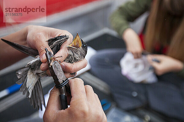 Biologist banding purple martin (Progne subis)  BC Purple Martin Recovery Program  Crescent Beach  British Columbia  Canada