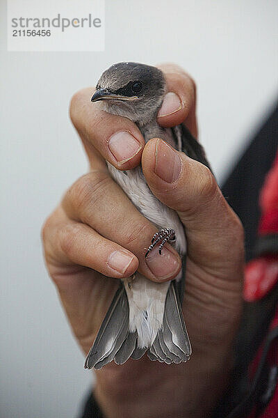 Researcher holding purple martin (Progne subis) bird  BC Purple Martin Recovery Program  Crescent Beach  British Columbia  Canada