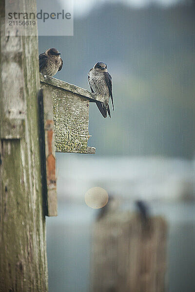 Purple martin (Progne subis) birds perching on birdhouses installed for BC Purple Martin Recovery Program  Crescent Beach  British Columbia  Canada