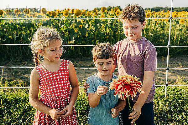 Three children standing in front of sunflower field