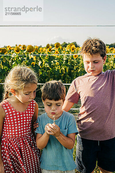 Three children in front of sunflower field  blowing a dandelion