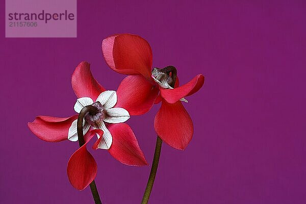 Cyclamen 'Exclusive Petticoat'  Cyclamen spec  studio shot