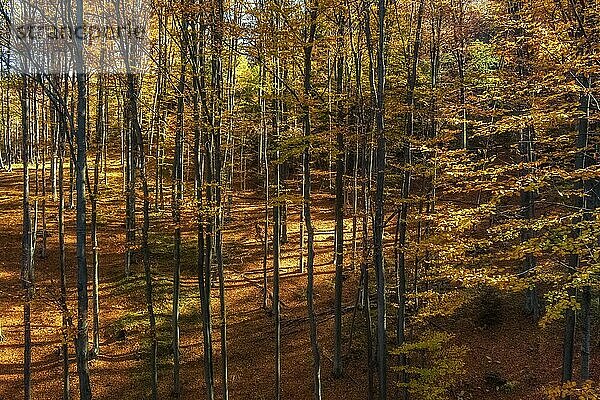 Beautiful landscape in mountain bright autumn forest  sunny day