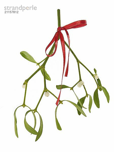 Mistletoe twig with red ribbon isolated over white background