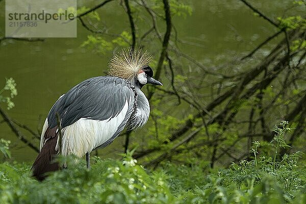 Grey crowned crane (Balearica regulorum) on green background. Poznan  Poland  Europe