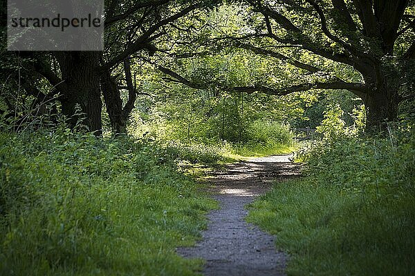 View on hiking path in nature park Oude Landen in Ekeren  near Antwerp  Belgium. Beauty in nature