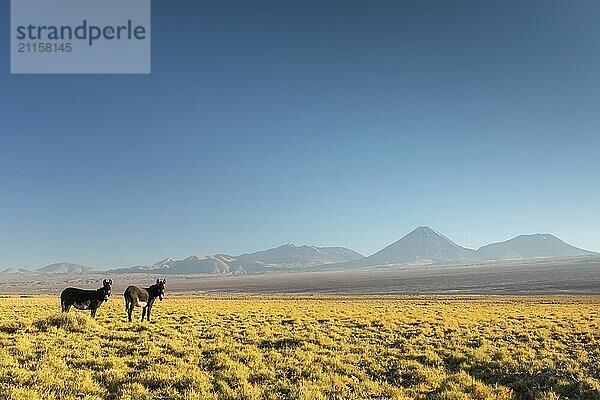 Atacama Wüste  Chile  Anden  Südamerika. Schöne Aussicht und Landschaft  Südamerika