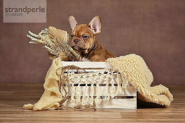 Mocca Red Sable French Bulldog dog puppy in white box with natural boho style decoration in front of brown background