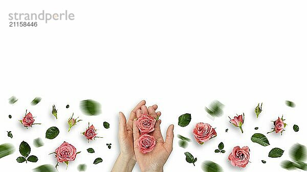 Rose buds in caucasian model hands and on white background flat lay view