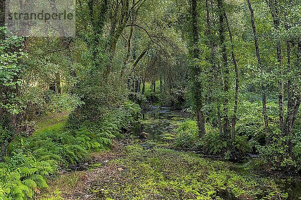 View on the river Rego de Mera on the hiking trail Ruta Dos Muinos  near Lugo in Galicia  Spain. Beauty in nature