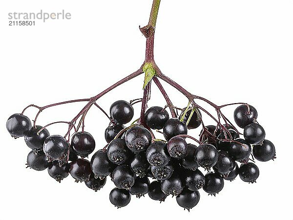 Black elderberry berries isolated on white background cutout. Healthy food