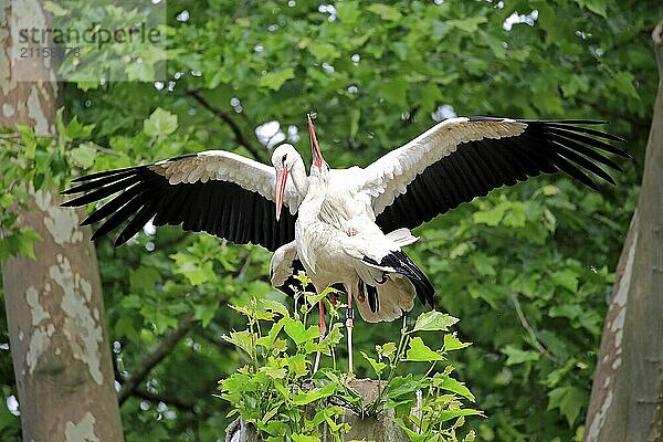 White stork (Ciconia ciconia)  adult female  male  pair  at breeding site  mating  copula  Heidelberg  Germany  Europe