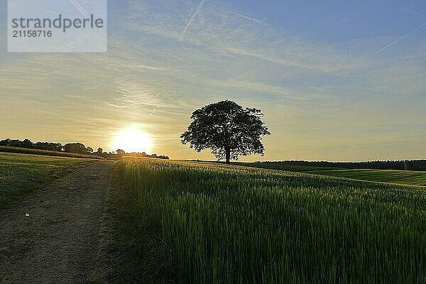 Schöne Landschaft mit Baum im Sonnenuntergang