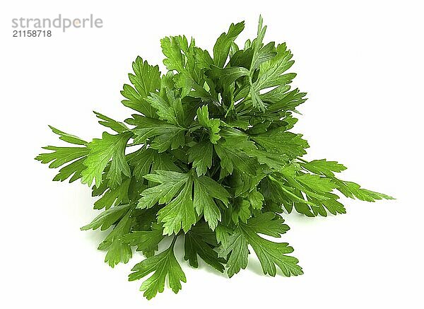 Fresh green parsley collected in a bunch isolated on white background