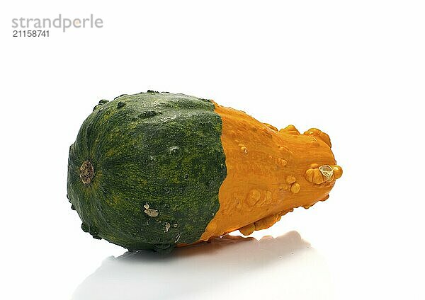 One big orange green pumpkin in closeup over white background