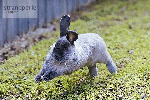 Eine schöne lop Kaninchen gegen einen isolierten Hintergrund der langen grünen Gras