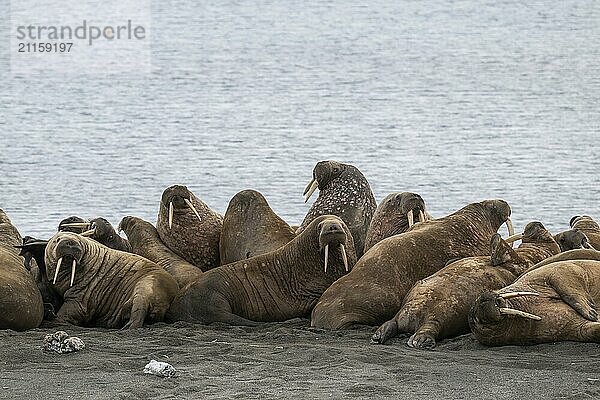 Walrus (Odobenus rosmarus)  walrus  Kiepertøya  Svalbard and Jan Mayen archipelago  Norway  Europe