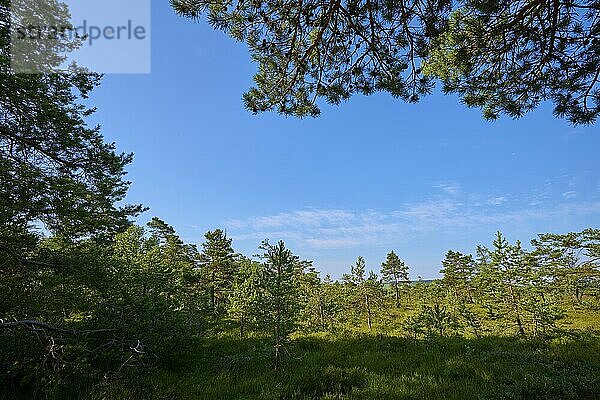 A sunny view of moorland with green pine needles and blue sky  radiating a peaceful atmosphere  Schwarzes Moor  Fladungen  Rhön  Bavaria  Germany  Europe