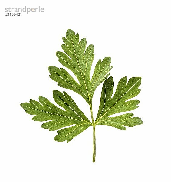 A leaf of fresh parsley on a white background. A branch of greens for cooking