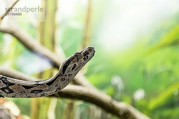 Boa constrictor  eine große  schwergewichtige Schlangenart. Gefährliches Tier