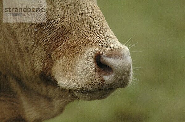 Mouth of a cow  close-up  wet fur