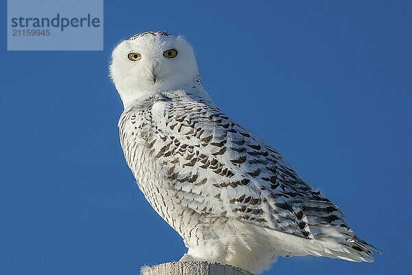 Snowy Owl Canada in Winter Prairies Saskatchewan