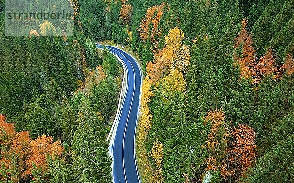 Aerial view of road in beautiful green forest at autumn sunset. Colorful landscape from the roadway  pines in the Carpathians. View from the drone of the curve road. Travel to Ukraine. Top view