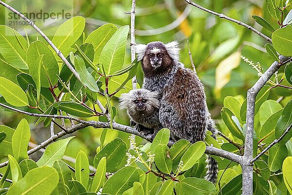 Common marmoset with cub sitting on a branch  facing camera  natural green background  Paraty  Brazil  South America