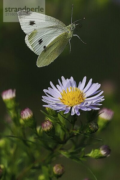 Ein Kleiner Kohlweißling (Pieris rapae) fliegt über einer lila Blüte mit grünem Hintergrund  Hessen  Deutschland  Europa