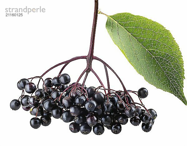 Ripe elderberry cluster with a vibrant green leaf  isolated on a white background with a clipping path