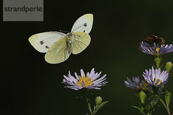 Ein Kleiner Kohlweißling (Pieris rapae) mit ausgebreiteten Flügeln im Anflug auf eine lila Blüte mit dunklem Hintergrund  Hessen  Deutschland  Europa